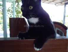 СТЕРИЛИЗОВАНА! ПРИВЕЗУ И ПОДАРЮ
