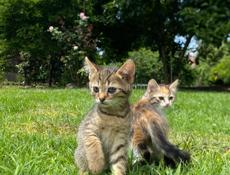 срочно отдам котят 