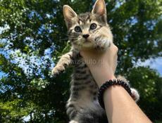 срочно отдам котят 