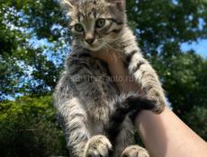 срочно отдам котят 