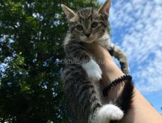 срочно отдам котят