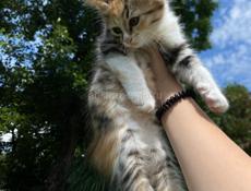 срочно отдам котят