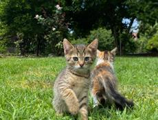 срочно отдам котят