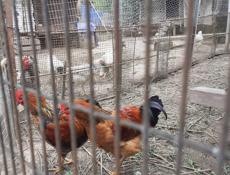 Продам петухов по 1000 р каждая