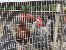 Продам петухов по 1000 р каждая