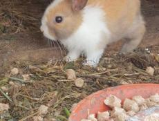🐇 