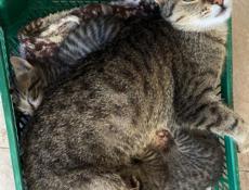 Кошки 