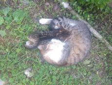 Отдам котят