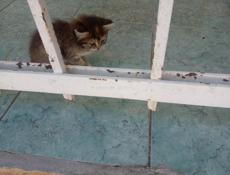 Отдам котят