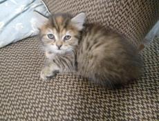 Отдам котят