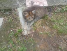 Отдам котят