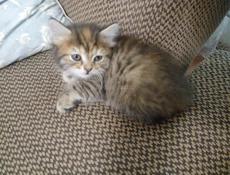 Отдам котят