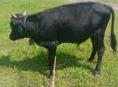 Продам бычка 45_50 кг