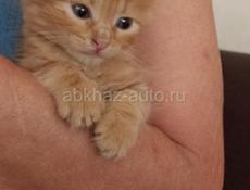 Котёнок 