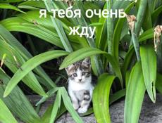 Котята в добрые руки