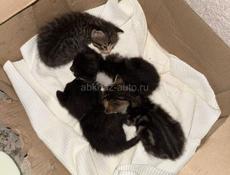 Котята в добрые руки