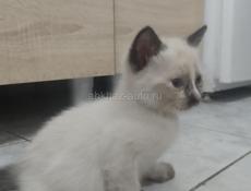 Продается котенок 