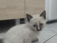 Продается котенок 