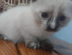 Продается котенок 
