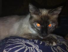 Продается котенок 