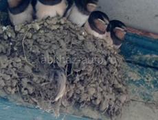 Продаю квартиру на ДСК (Дранда)двухкомнатную