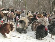 индюшата