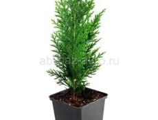 Продаются очень красивые цветы Туи 350 р  Аглаонема 300 р  Пилея 200 р  Пиперомия 200 р  Ушки шрэка 200 р  Герани королевские/ампельные 200 р  И многое другое... Центральный рынок Звонить или писать на ватсап 7752026