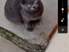Пропал кот
