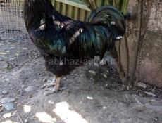 Вывожу цыплят под заказ