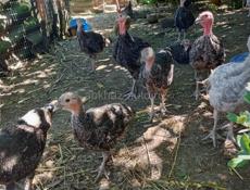 Индюшата