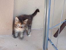 Отдам котят