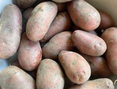 Продажа  молодой крупной  картошки 