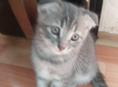 Отдам даром котёнка от шотландской кошки