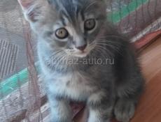 Отдам даром котёнка - благородное животное