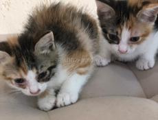 Котята