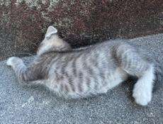 Отдам котенка