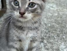 Отдам котенка
