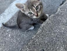 Отдам котенка
