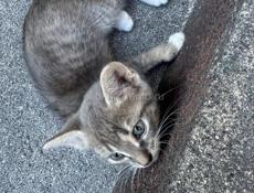 Отдам котенка