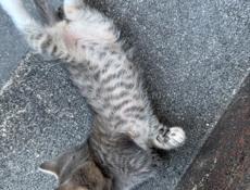 Отдам котенка