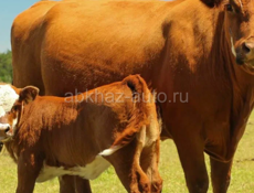 Корова с телёнком длинная 