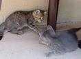 Отдам котят