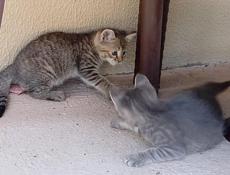 Отдам котят