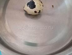 Яйцо перепелиное