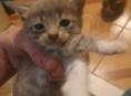 Отдаем красивых котят, в хорошие руки