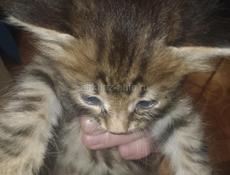 Отдаем красивых котят, в хорошие руки