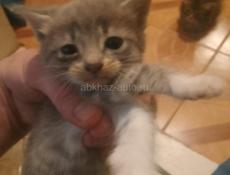 Отдаем красивых котят, в хорошие руки