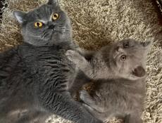 Британские котята. 