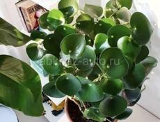 Продаются очень красивые цветы  Герани королевские/ ампельные 250 Аглаонема 300 р Абутилон 400 р  Пилея 200 р  Бегония 200 р  Сансиевирия 200 р  Пеперомия 200 р  Звонить или писать на ватсап 7752026