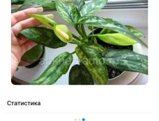 Продаются очень красивые цветы  Герани королевские/ ампельные 250 Аглаонема 300 р Абутилон 400 р  Пилея 200 р  Бегония 200 р  Сансиевирия 200 р  Пеперомия 200 р  Звонить или писать на ватсап 7752026